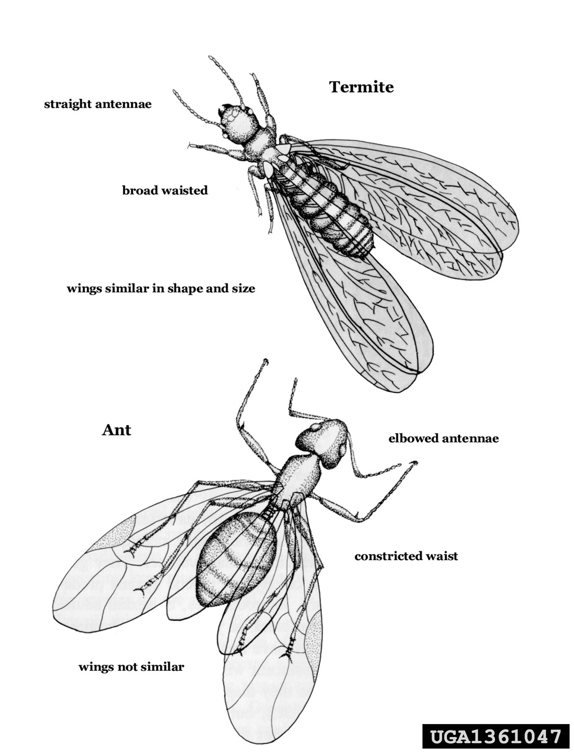 termite-ant comparison