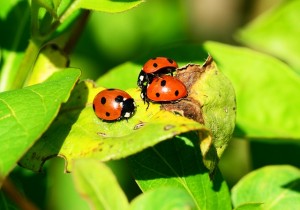 lady bug