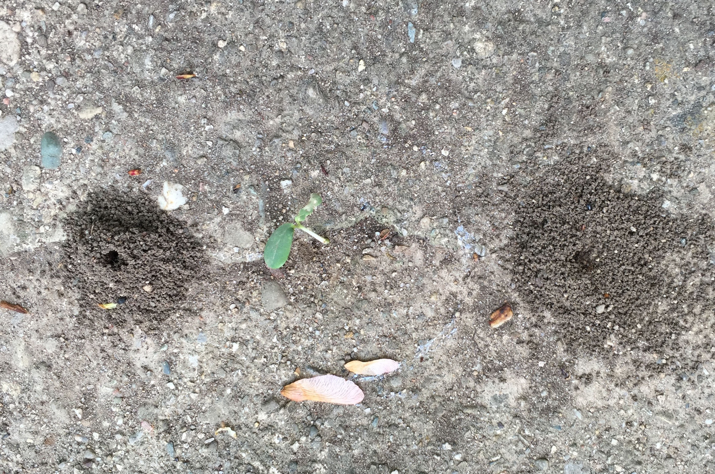 Pavement Ant Mounds
